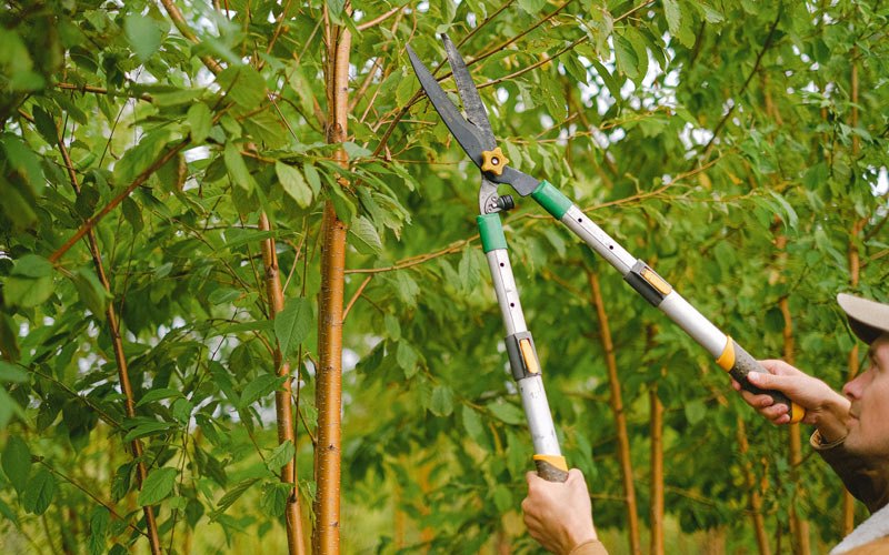 Tree trimming in Markle, IN
